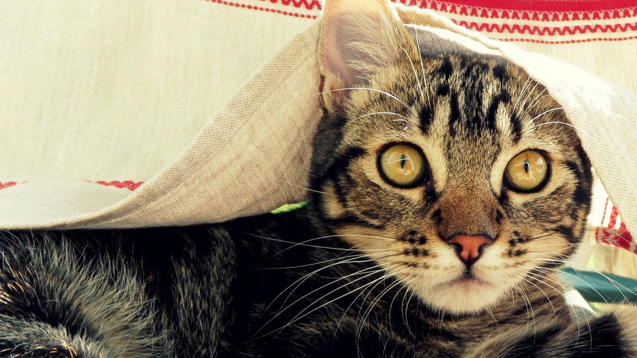 Wallpaper cat, muzzle, coverlet, peek