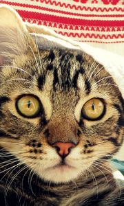 Preview wallpaper cat, muzzle, coverlet, peek
