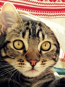 Preview wallpaper cat, muzzle, coverlet, peek