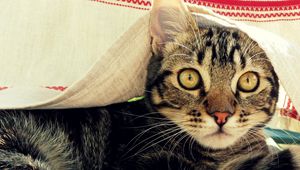 Preview wallpaper cat, muzzle, coverlet, peek