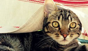 Preview wallpaper cat, muzzle, coverlet, peek