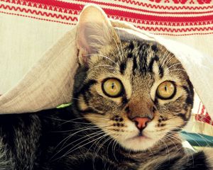 Preview wallpaper cat, muzzle, coverlet, peek