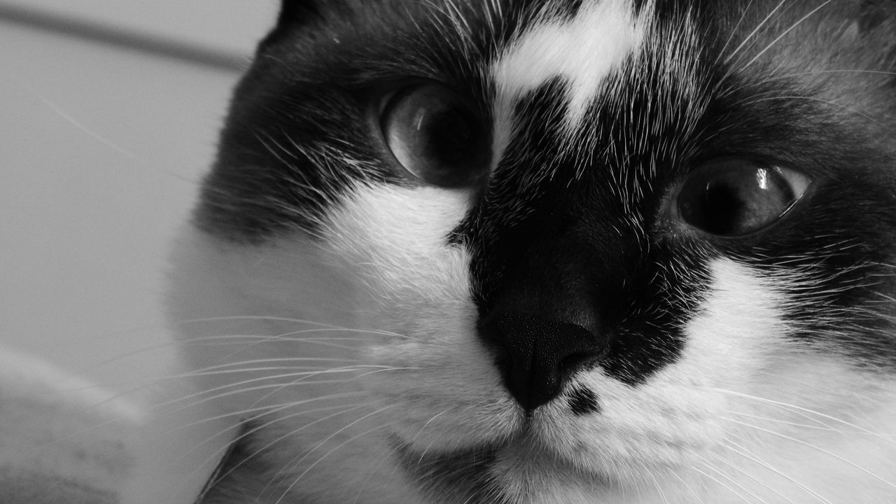 Wallpaper cat, muzzle, cross-eyed, bw