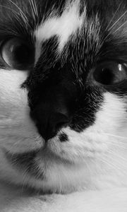 Preview wallpaper cat, muzzle, cross-eyed, bw