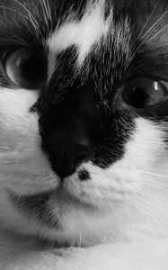 Preview wallpaper cat, muzzle, cross-eyed, bw