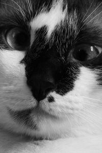 Preview wallpaper cat, muzzle, cross-eyed, bw