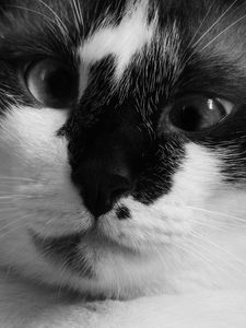 Preview wallpaper cat, muzzle, cross-eyed, bw