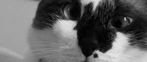 Preview wallpaper cat, muzzle, cross-eyed, bw