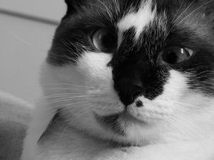 Preview wallpaper cat, muzzle, cross-eyed, bw