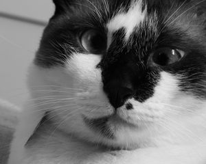 Preview wallpaper cat, muzzle, cross-eyed, bw