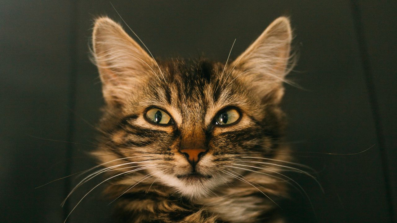Wallpaper cat, muzzle, cunning, look
