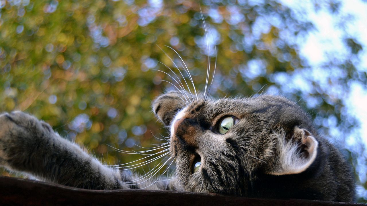 Wallpaper cat, muzzle, down, roof, trees, background, playful