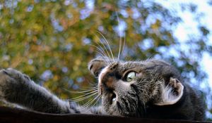 Preview wallpaper cat, muzzle, down, roof, trees, background, playful