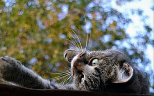 Preview wallpaper cat, muzzle, down, roof, trees, background, playful
