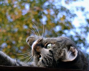 Preview wallpaper cat, muzzle, down, roof, trees, background, playful