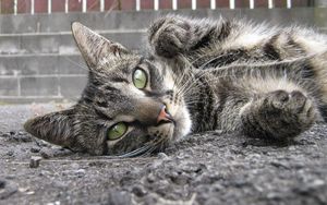 Preview wallpaper cat, muzzle down, asphalt