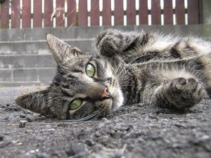 Preview wallpaper cat, muzzle down, asphalt