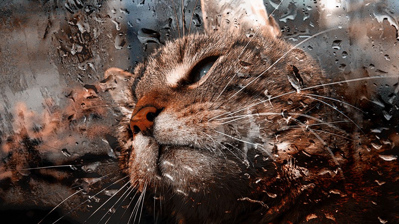 Wallpaper cat, muzzle, drops, moisture, glass