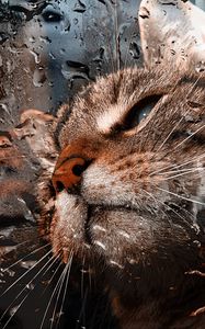 Preview wallpaper cat, muzzle, drops, moisture, glass