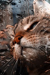 Preview wallpaper cat, muzzle, drops, moisture, glass