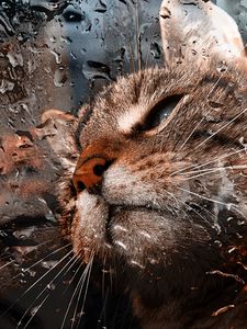 Preview wallpaper cat, muzzle, drops, moisture, glass