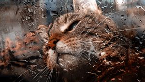 Preview wallpaper cat, muzzle, drops, moisture, glass