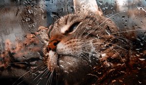 Preview wallpaper cat, muzzle, drops, moisture, glass