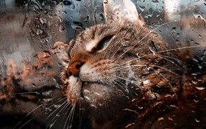 Preview wallpaper cat, muzzle, drops, moisture, glass