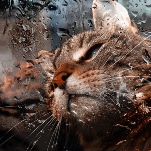 Preview wallpaper cat, muzzle, drops, moisture, glass