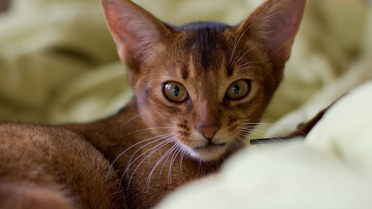 Wallpaper cat, muzzle, ears, big-eared