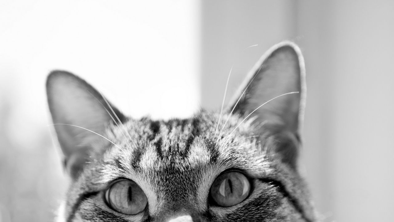 Wallpaper cat, muzzle, ears, eyes, hide