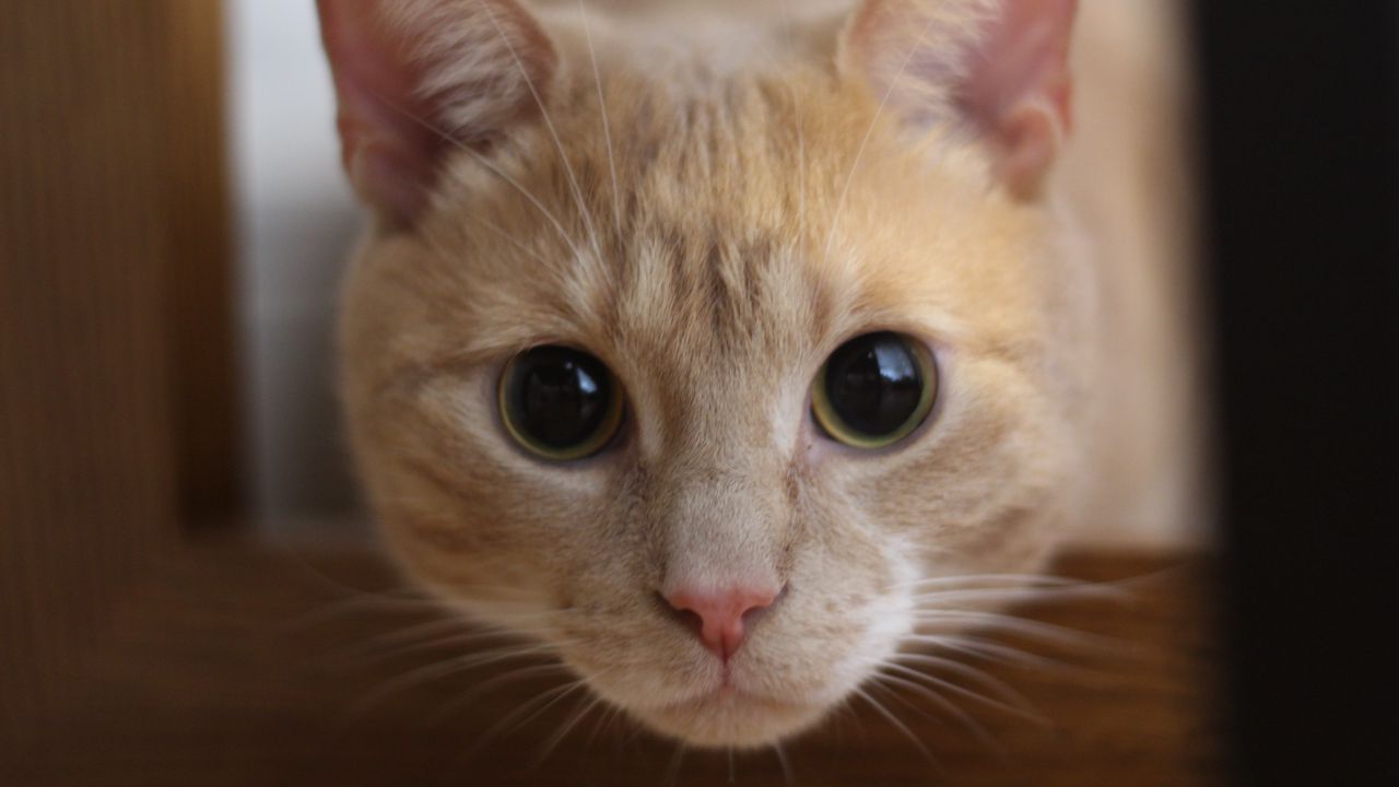 Wallpaper cat, muzzle, eyes, look