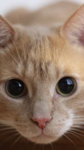 Preview wallpaper cat, muzzle, eyes, look
