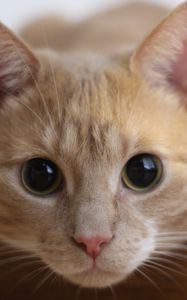 Preview wallpaper cat, muzzle, eyes, look