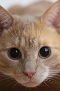 Preview wallpaper cat, muzzle, eyes, look
