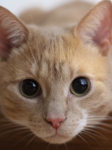 Preview wallpaper cat, muzzle, eyes, look