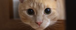 Preview wallpaper cat, muzzle, eyes, look