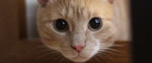 Preview wallpaper cat, muzzle, eyes, look