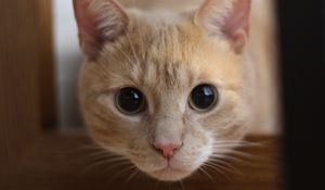 Preview wallpaper cat, muzzle, eyes, look
