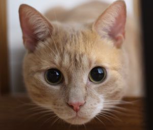 Preview wallpaper cat, muzzle, eyes, look