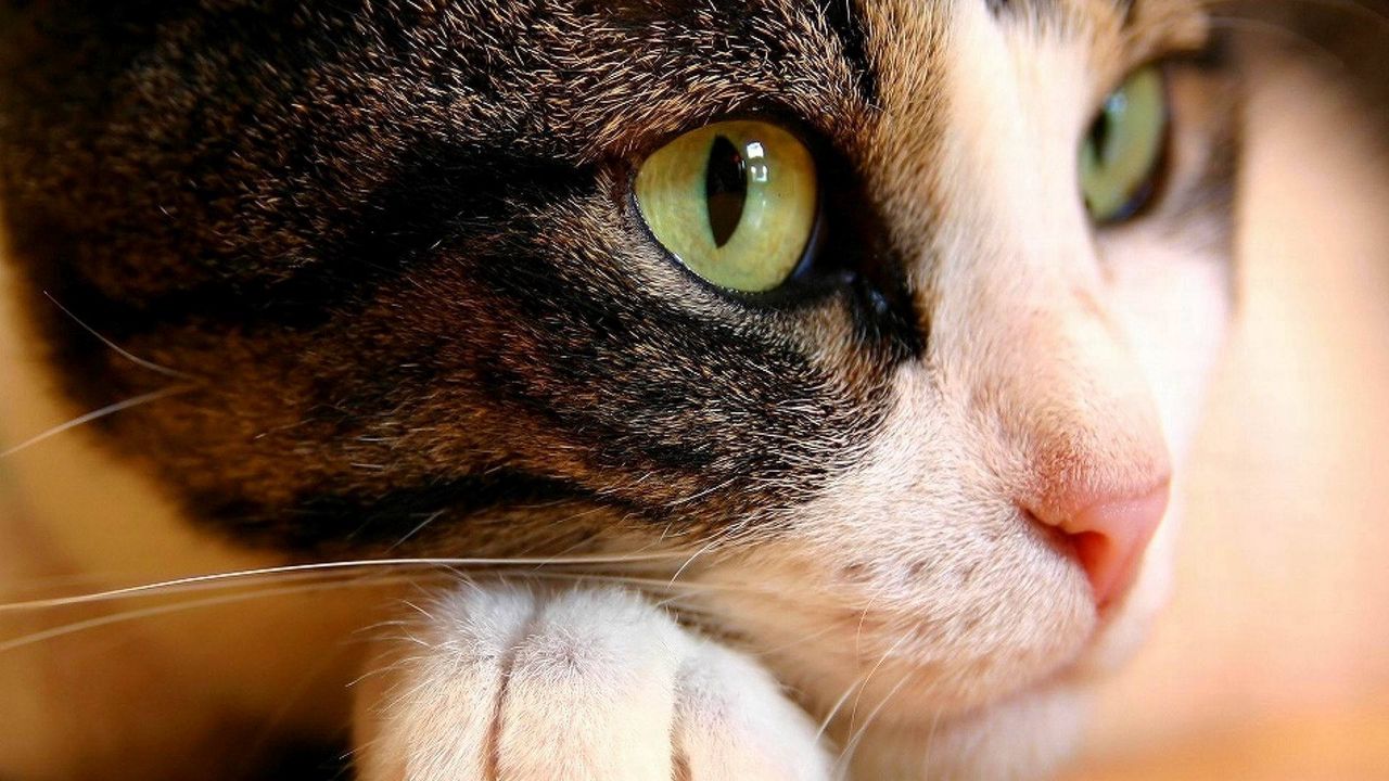 Wallpaper cat, muzzle, eyes, close-up