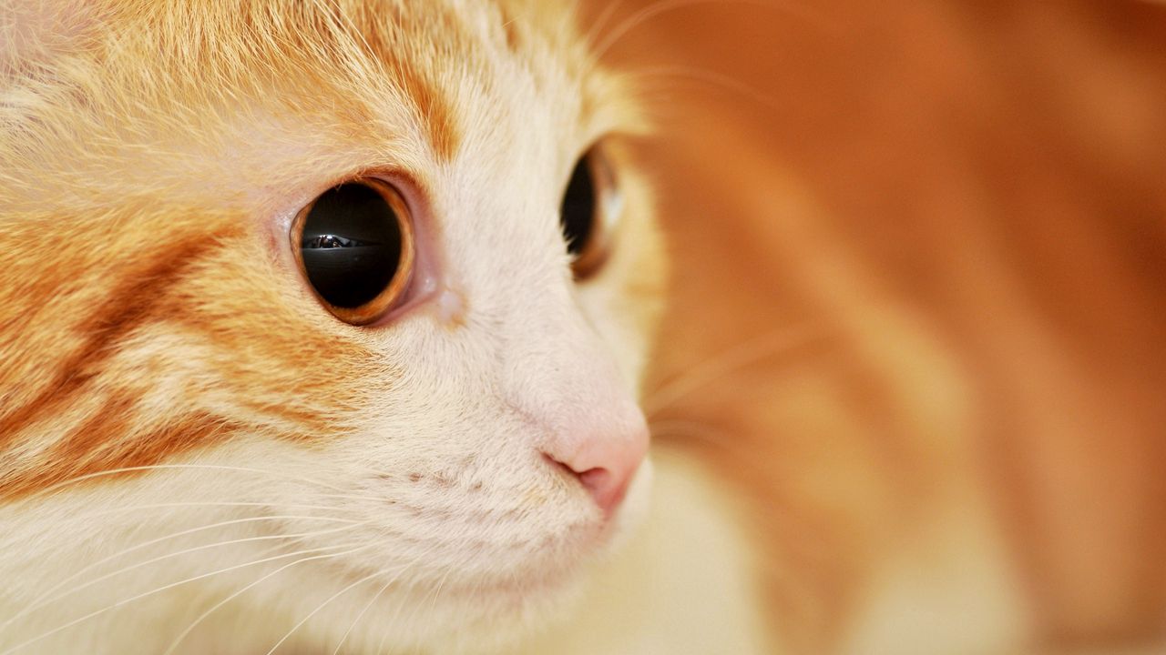 Wallpaper cat, muzzle, eyes, surprise, spotted