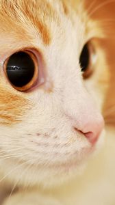 Preview wallpaper cat, muzzle, eyes, surprise, spotted