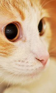 Preview wallpaper cat, muzzle, eyes, surprise, spotted