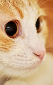 Preview wallpaper cat, muzzle, eyes, surprise, spotted