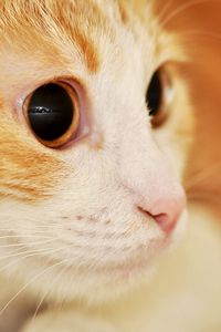 Preview wallpaper cat, muzzle, eyes, surprise, spotted