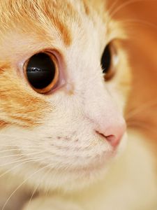 Preview wallpaper cat, muzzle, eyes, surprise, spotted