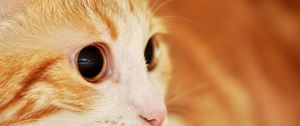 Preview wallpaper cat, muzzle, eyes, surprise, spotted