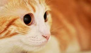 Preview wallpaper cat, muzzle, eyes, surprise, spotted