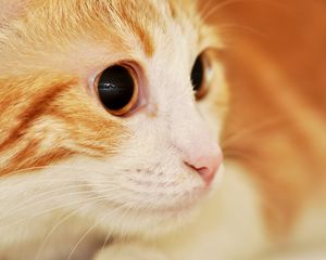 Preview wallpaper cat, muzzle, eyes, surprise, spotted